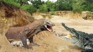 Krokodil Gegen Komodo-Drachen Krokodilstiele Komodo-Drachennest Krokodil Essen Komodo-Dracheneier