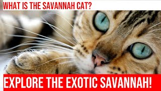 Exploring the Unique Behaviors of Exotic Cat Breeds: The Savannah Cat