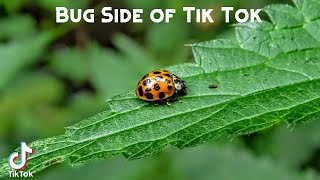 Bug Side of Tik Tok