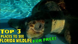 Top 3 Places to see Florida wildlife FOR FREE!