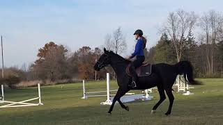 Cantering Dolly #horse #horseing #equestrian #horserider #jumping #equestrianriding #dressage