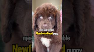 The Rare Newfoundland Puppy with Unique Eyes