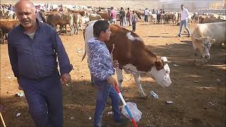 Kars hayvan pazarı, animal market in Kars, Turkey