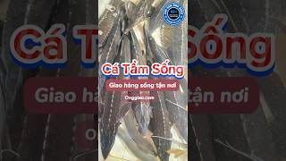 Cá Tầm Sống Giá Tốt Giao Hàng Sống Toàn Quốc | Hải Sản Ông Giàu #cá_tầm #cá_tầm_sống #giá_cá_tầm