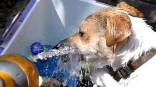 Crazy dog 'Bella' and the hose pipe (FZ38)