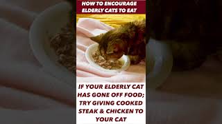 #shorts. How to encourage your elderly cat to eat