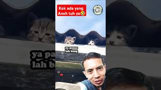 Ada yang aneh ya🤣 #kucing #cat #kucinglucu #catlover #kitten #funny @DemikAnimal