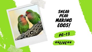 Rosey-faced Lovebird Action (Making Eggs)