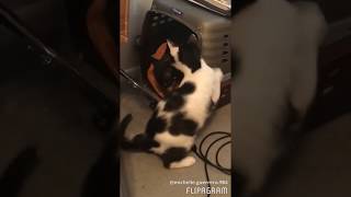 cat helps 2 dogs escape cage