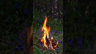 Campfire by the Vibrant Violets. Full 4K 3-hour experience on my channel.