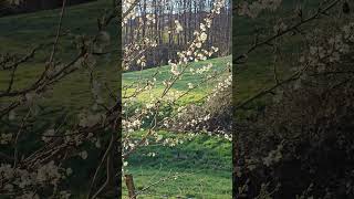 🌸 what happens in spring 🌸 #shortstory #blossom #happy #shortvideo #spring