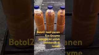 PANEN !! CAIRAN ECO ENZYME DARI LIMBAH JADI BERKAH UNTUK PEMBERSIH DI RUMAH TANGGA