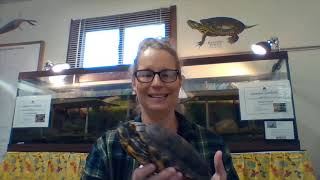 Virtual Playdate #26: Learn about the turtles at Boone County Conservation District! 🐢