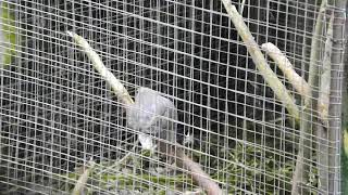 Moringa for African Lovebirds nesting material