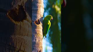 🦜Beautiful Parrot #photography @anbumarimuthuvlogs