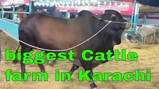 Exploring Karachi's Biggest Cattle Farm | Jameel Memon Farm Tour 2024