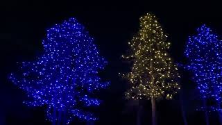 Christmas Lighting - Beautiful Blue Trees