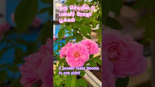 இந்த வாரம் பன்னீர் ரோஜா வாரம் l Flower day l Paneer rose flower show #gardenervinu  #paneerrose