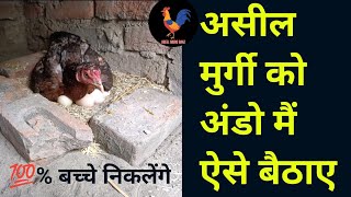 असील मुर्गी को अंडो पर बैठने का तरीका | Aseel Murgi Ko Ande Par kaise bithaye |