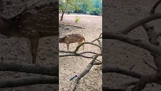 Deer 🦌 | Shahu Palace Zoo Kolhapur | Hiran | Heeran | Chidiya Ghar # 3