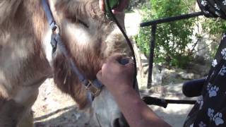 Donkey Clipping