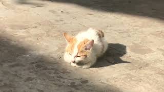 #cute kitten’s// lovely kitten sitting on the chair @flower point