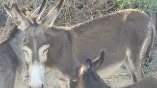 Donkey is milking its cute little baby