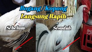 CARA MERAPIHKAN SAYAP AYAM PELUNG BOGANG / GOTANG (LANGSUNG RAPIH)