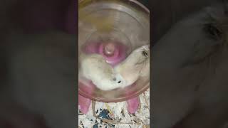 Beautiful and small pets Hamster #shortvideo (5)