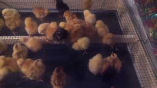 Cum se cresc puii de gaina de o zi / How to raise day old chicks