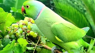 Talking Ringneck Parrot #talkingparrot #ringneckparrot