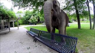 GoPro: Ruth the Elephant at the Buttonwood Park Zoo