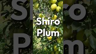 Shiro Plum