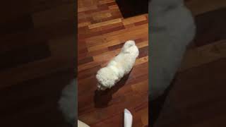 My pet dog Tickles #shorts #cute