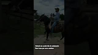 Cavalo bom de andamento, num troco por nada I Paulo Mori