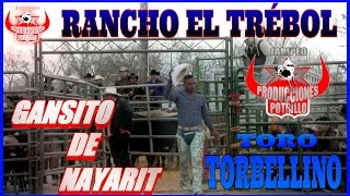 GANSITO DE NAYARIT LE ASE LA QUEDA AL TORBELLINO DE RANCHO EL TRÉBOL