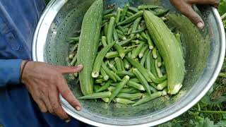 Kitchen Gardening Grow Your Own Say Organic Bendy and Zucchini Lady Finger Chemical Free Vegetables