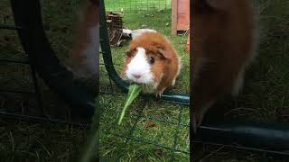 The guinea pigs snack time