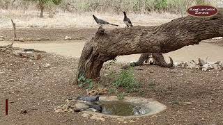 The White-bellied Go-away bird - Selenkay Conservancy