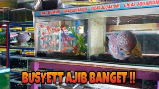 BERBURU LOUHAN CAKEP YG TERSEMBUNYI DI GIGAS AQUARIUM KADISUKO YOGYAKARTA