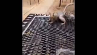 “You gotta fight me for it” 🐿