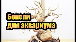 Бонсаи для аквариума из азалии и вулканической лавы