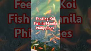 "Feeding Koi Fish In The Philippines" #shorts #koi #philippines #manila