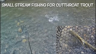 Small stream fishing for Cutthroat trout