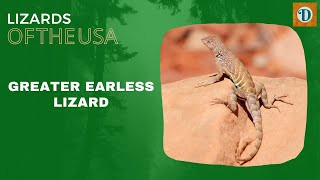 GREATER EARLESS LIZARD