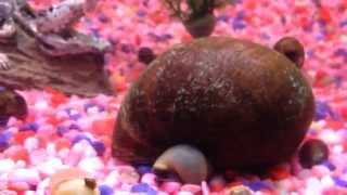 Peruvian Apple Snails