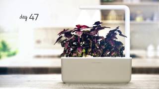 Red Basil timelapse: Click & Grow Indoor Garden