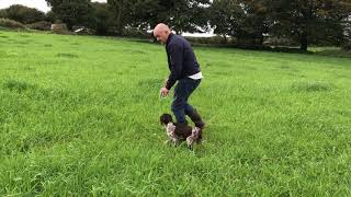 La chienne Navaja, 4 mois et demi, ne voulait plus avancer parce que le gibier était là !