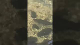 Spawning Atlantic salmon, lake Champlain Vermont .