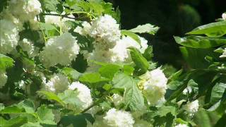 fleurs au printemps.wmv